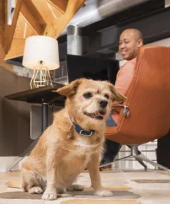 PetSafe® 100 Yard Remote Trainer Dog Collar -SCHLAGE Sales Store 2530069 3