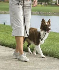 PetSafe® Gentle Leader® Black Dog Headcollar - Medium -SCHLAGE Sales Store 2531304 SC