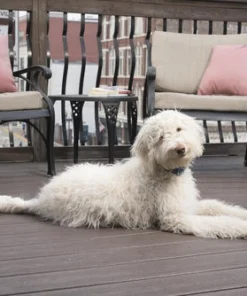 PetSafe® Lite Rechargeable Bark Dog Collar -SCHLAGE Sales Store PBC00 16446 6