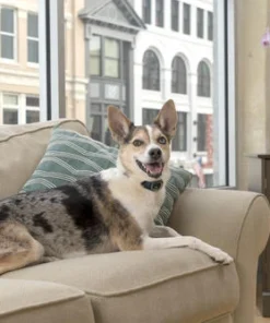 PetSafe® Lite Rechargeable Bark Dog Collar -SCHLAGE Sales Store PBC00 16446 7