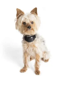 PetSafe® Stay & Play® Wireless Pet Containment System 17 PetSafe® Stay & Play® Wireless Pet Containment System -SCHLAGE Sales Store PIF00 12917 PT06