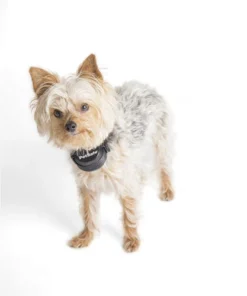 PetSafe® Stay & Play® Wireless Fence Rechargeable Receiver Dog Collar -SCHLAGE Sales Store PIF00 14288 PT06