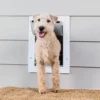 PetSafe® 8.25" X 11.25" Medium Wall Entry Pet Door -SCHLAGE Sales Store PPA00 16943 MAIN